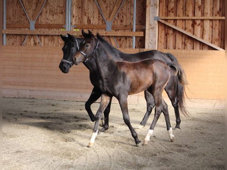 Árabe Shagya Semental 1 año Castaño in Tiefenbach