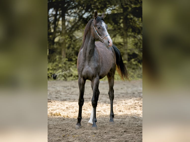 Árabe Shagya Semental 1 año Musgo in Winzer