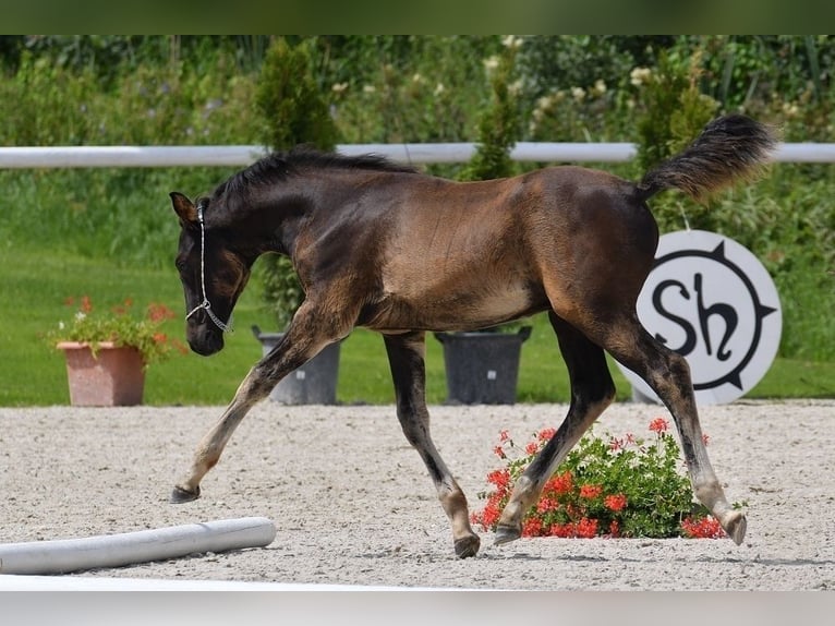 Árabe Shagya Semental 1 año Negro in Kladruby