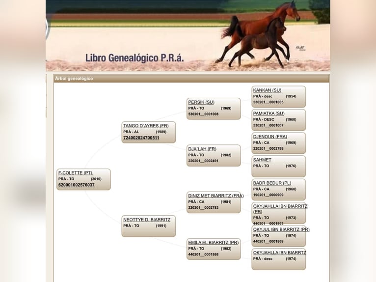 Árabe Shagya Semental 2 años 153 cm Tordo ruano in El Bosque