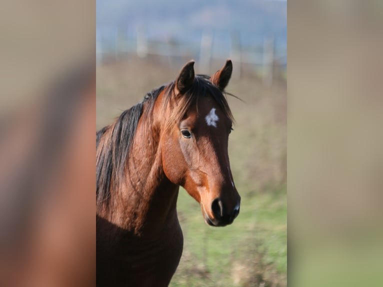 Árabe Shagya Semental 2 años 154 cm Castaño in Kladruby