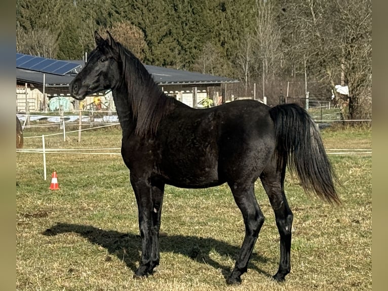 Árabe Shagya Semental 2 años 154 cm Tordo in Lind im Drautal
