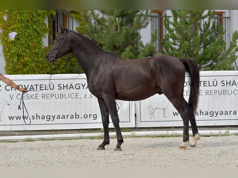 Árabe Shagya Semental 2 años 155 cm Negro in Kladruby