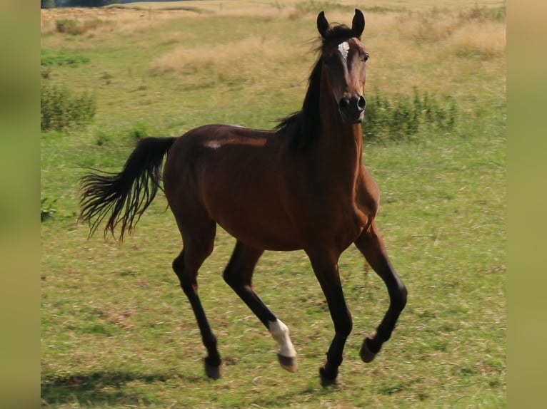 Árabe Shagya Semental 2 años 157 cm Castaño in Neuenbrook