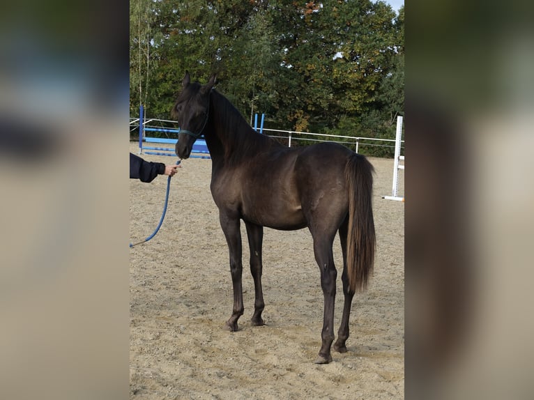 Árabe Shagya Semental 2 años 160 cm Alazán-tostado in Neuhaus in der Wart