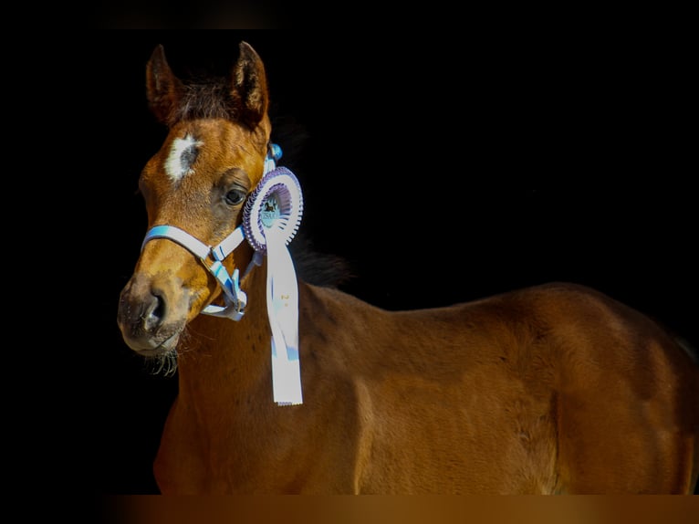 Árabe Shagya Semental 2 años 160 cm Castaño in Schönwalde-Glien OT Wansdorf