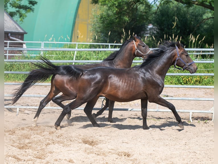 Árabe Shagya Semental 2 años 160 cm Castaño in Schönwalde-Glien OT Wansdorf