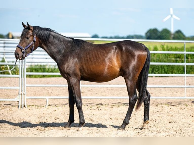 Árabe Shagya Semental 2 años 160 cm Castaño in Schönwalde-Glien OT Wansdorf