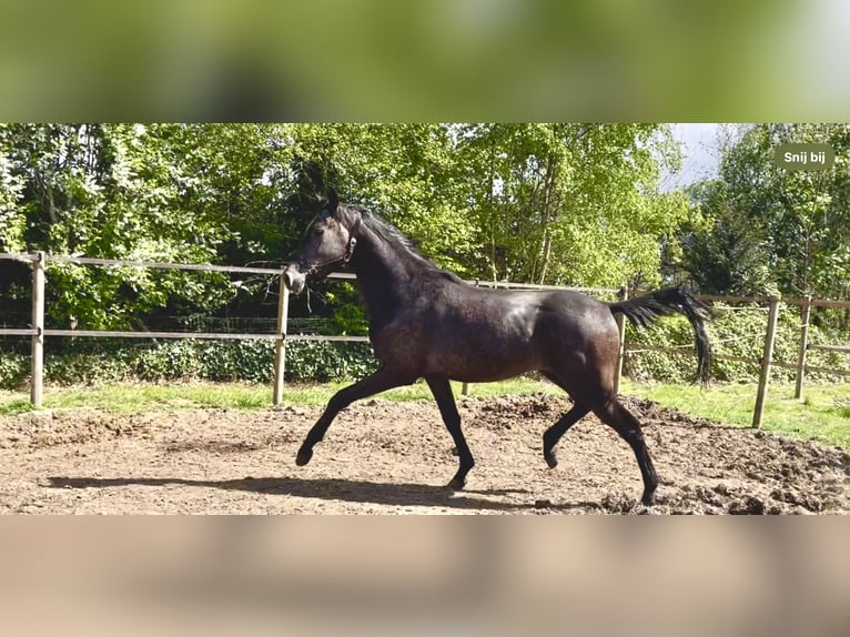 Árabe Shagya Semental 2 años 160 cm Tordo in Kelpen-Oler