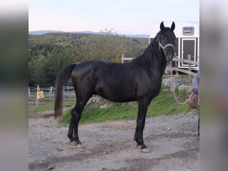 Árabe Shagya Semental 2 años 160 cm Tordo in Neuhaus in der Wart