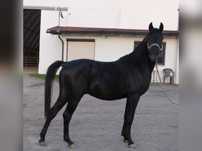 Árabe Shagya Semental 2 años 160 cm Tordo in Neuhaus in der Wart