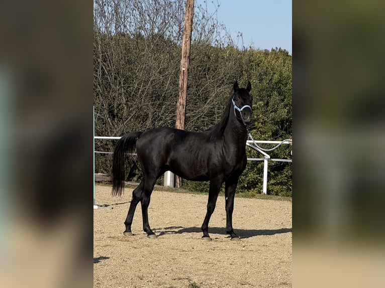 Árabe Shagya Semental 2 años 160 cm Tordo in Neuhaus in der Wart