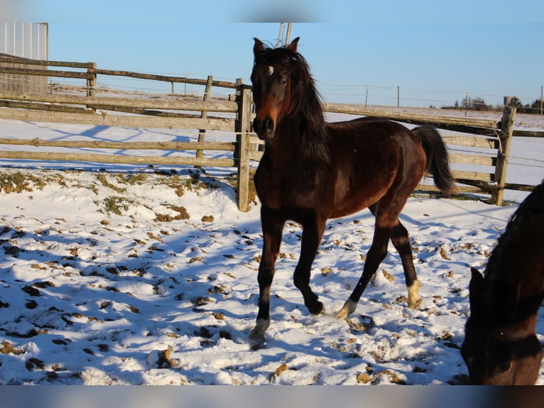 Árabe Shagya Semental 2 años Castaño in Tiefenbach