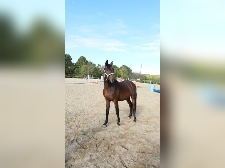 Árabe Shagya Semental 3 años 160 cm Castaño in Neuhaus in der Wart