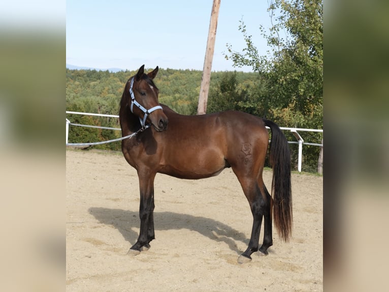Árabe Shagya Semental 3 años 160 cm Castaño in Neuhaus in der Wart