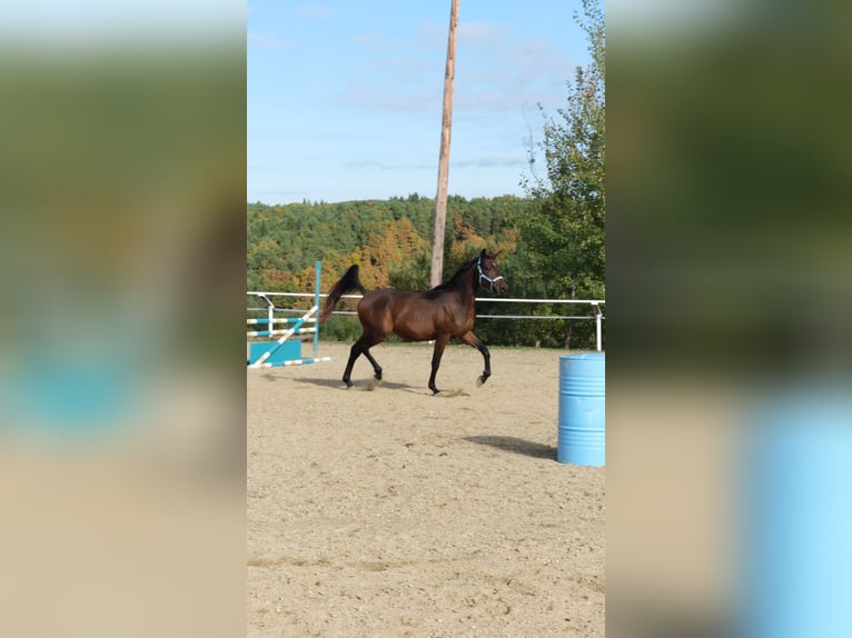 Árabe Shagya Semental 3 años 160 cm Castaño in Neuhaus in der Wart