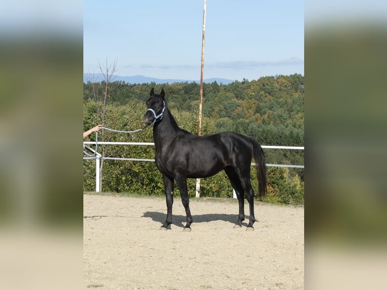 Árabe Shagya Semental 3 años 160 cm Tordo in Neuhaus in der Wart