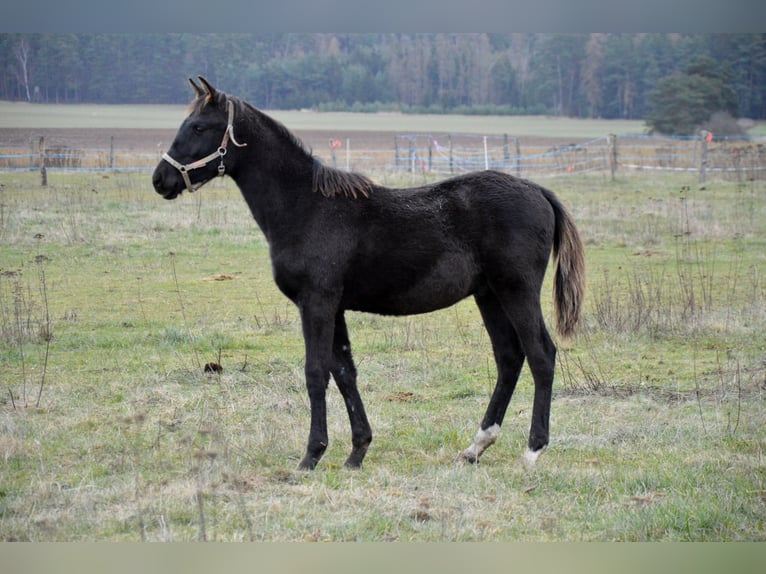 Árabe Shagya Semental  155 cm Negro in Kladruby