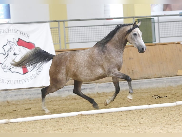 Árabe Shagya Yegua 12 años 153 cm Tordo picazo in Brennberg