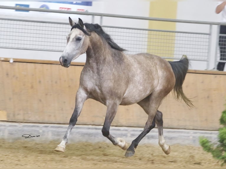 Árabe Shagya Yegua 12 años 153 cm Tordo picazo in Brennberg