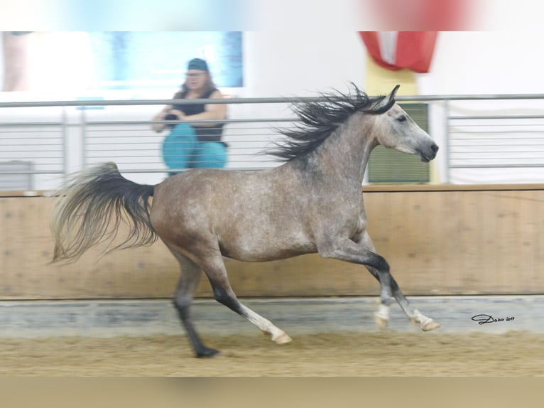 Árabe Shagya Yegua 12 años 153 cm Tordo picazo in Brennberg