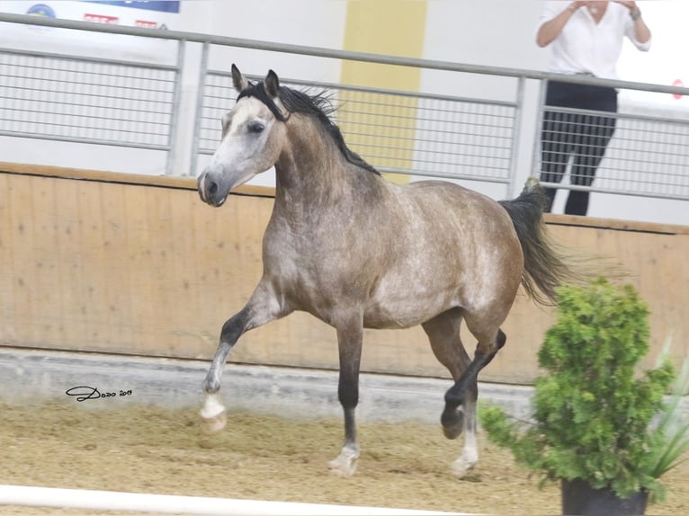 Árabe Shagya Yegua 12 años 153 cm Tordo picazo in Brennberg