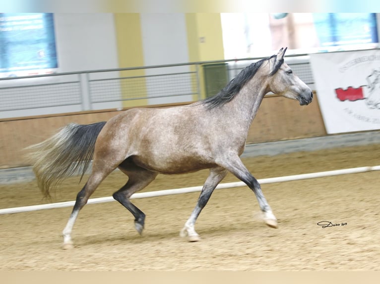 Árabe Shagya Yegua 12 años 153 cm Tordo picazo in Brennberg