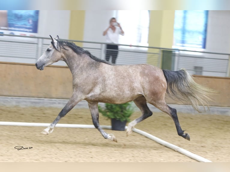 Árabe Shagya Yegua 12 años 153 cm Tordo picazo in Brennberg