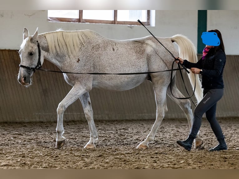 Árabe Shagya Yegua 14 años 155 cm Tordo picazo in Győr