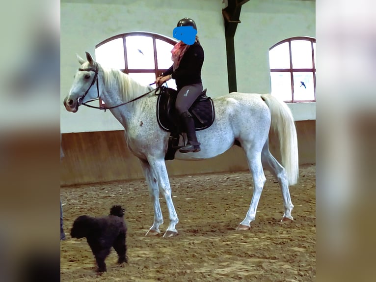 Árabe Shagya Yegua 15 años 155 cm Tordo picazo in Győr