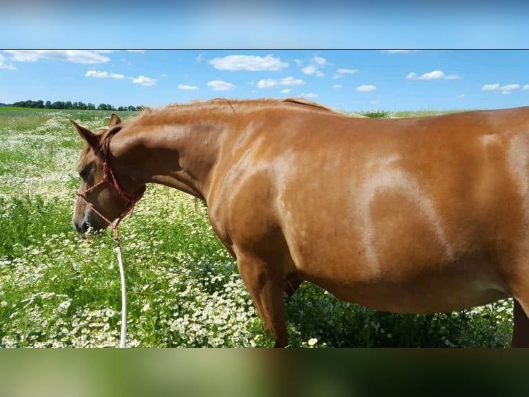 Árabe Shagya Yegua 15 años 157 cm Alazán in Güstrow