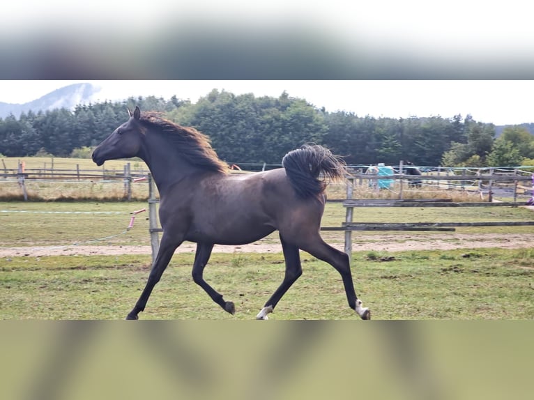 Árabe Shagya Yegua 1 año 153 cm Castaño oscuro in Kladruby