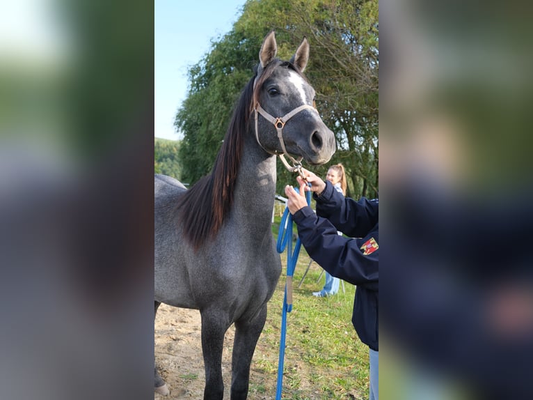 Árabe Shagya Yegua 1 año 155 cm Tordo in Neuhaus in der Wart