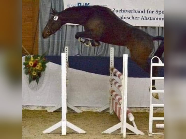 Árabe Shagya Yegua 1 año 157 cm Musgo in Rotenburg an der Fulda