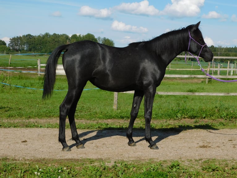 Árabe Shagya Yegua 1 año Tordillo negro in Plzen