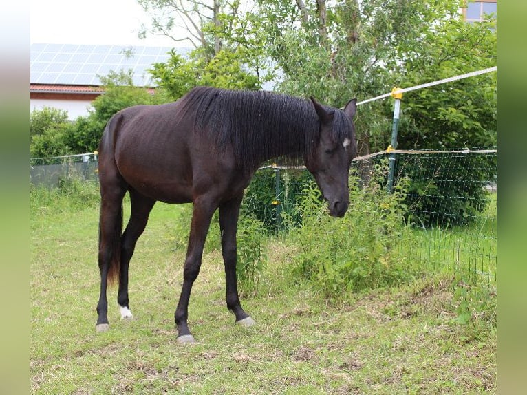 Árabe Shagya Yegua 2 años 160 cm Negro in Tiefenbach