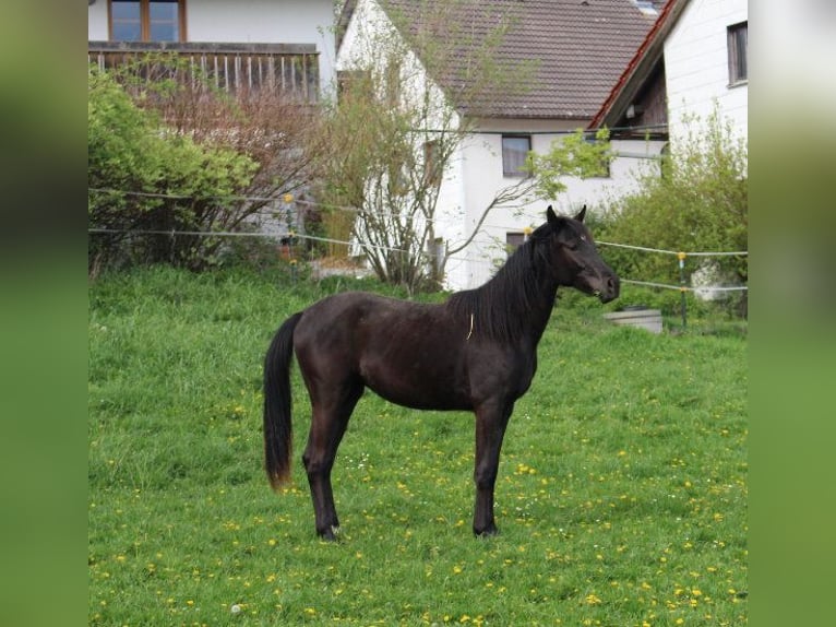 Árabe Shagya Yegua 2 años 160 cm Negro in Tiefenbach