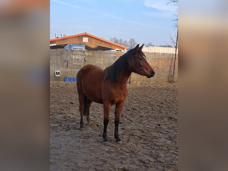 Árabe Shagya Mestizo Yegua 3 años 145 cm Castaño in Königs Wusterhausen