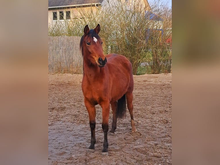 Árabe Shagya Mestizo Yegua 3 años 145 cm Castaño in Königs Wusterhausen