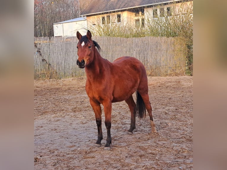 Árabe Shagya Mestizo Yegua 3 años 145 cm Castaño in Königs Wusterhausen