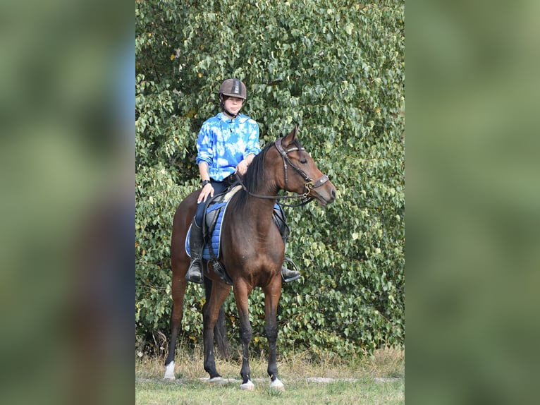 Árabe Shagya Yegua 3 años 150 cm Castaño in Główne
