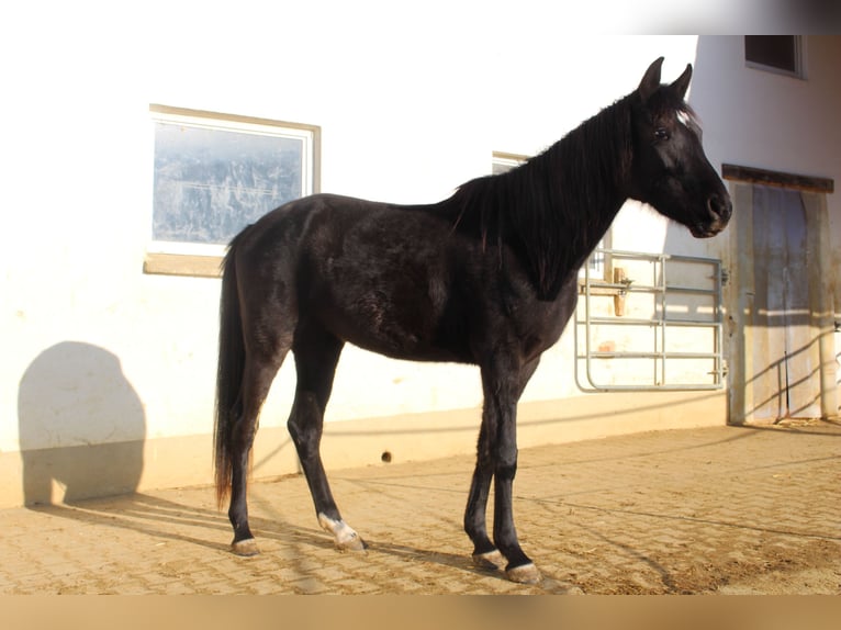 Árabe Shagya Yegua 3 años 160 cm Negro in Tiefenbach