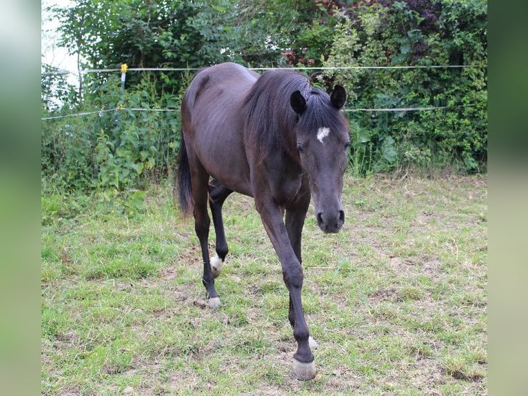 Árabe Shagya Yegua 3 años 160 cm Negro in Tiefenbach