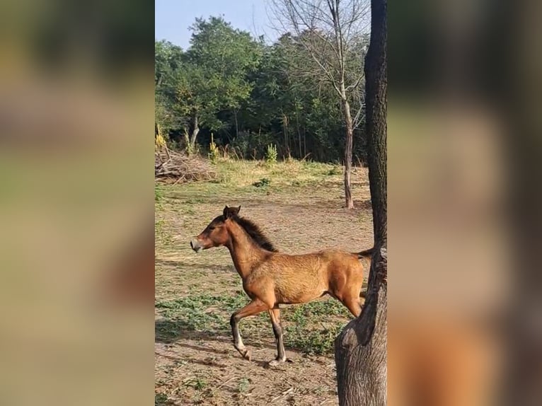 Árabe Shagya Yegua 4 años 156 cm Castaño in Bulgaria