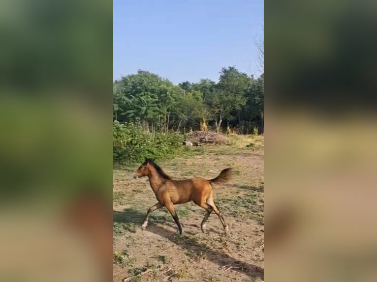 Árabe Shagya Yegua 4 años 156 cm Castaño in Bulgaria