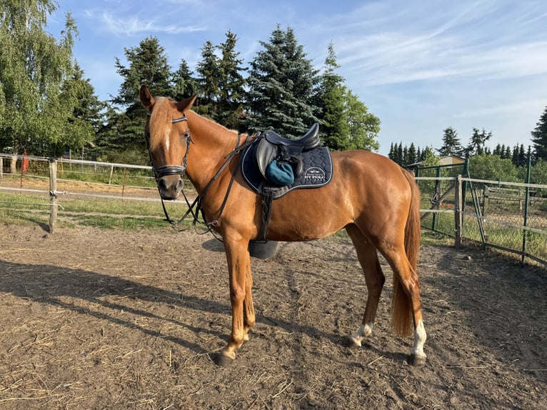 Árabe Shagya Yegua 4 años 160 cm Alazán in ChorinBreydin