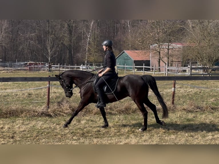 Árabe Shagya Yegua 5 años 157 cm Negro in Wolfenbüttel