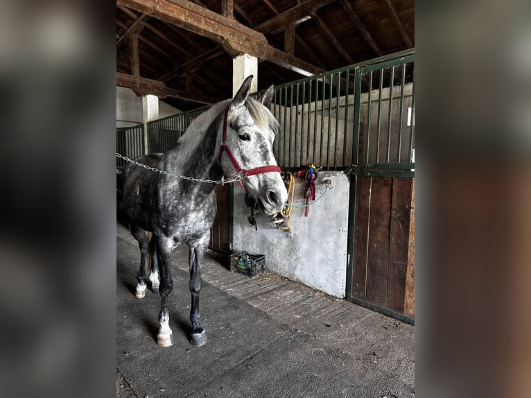 Árabe Shagya Mestizo Yegua 8 años 152 cm Tordo in ofia