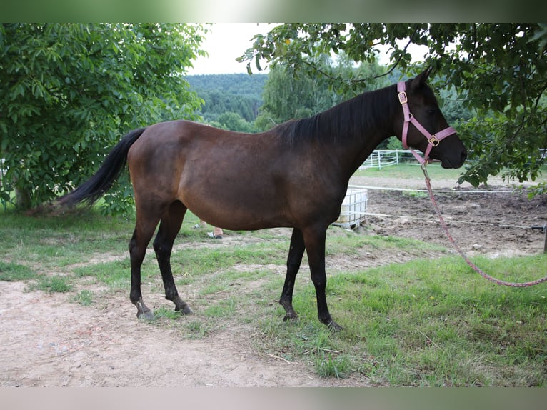Árabe Shagya Yegua 8 años 154 cm Castaño oscuro in Neuhaus in der Wart