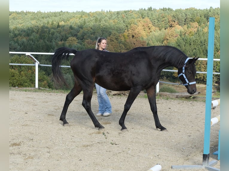 Árabe Shagya Yegua 8 años 154 cm Castaño oscuro in Neuhaus in der Wart